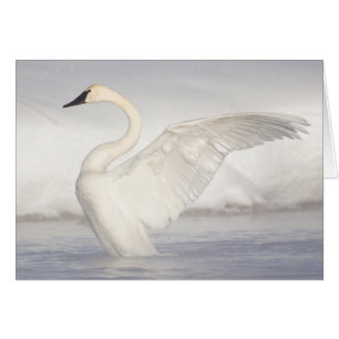 USA, Wyoming, Trumpeter Swan stretches wings