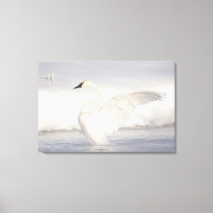USA, Wyoming, Trumpeter Swan stretches wings Canvas Print