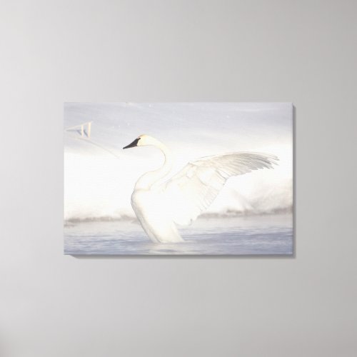 USA Wyoming Trumpeter Swan stretches wings Canvas Print