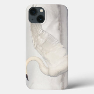 USA, Wyoming, Trumpeter Swan stretches wings iPhone 13 Case