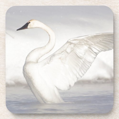 USA Wyoming Trumpeter Swan stretches wings Coaster
