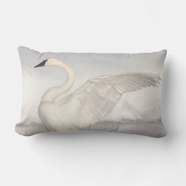 USA, Wyoming, Trumpeter Swan stretches wings Lumbar Pillow (Front)