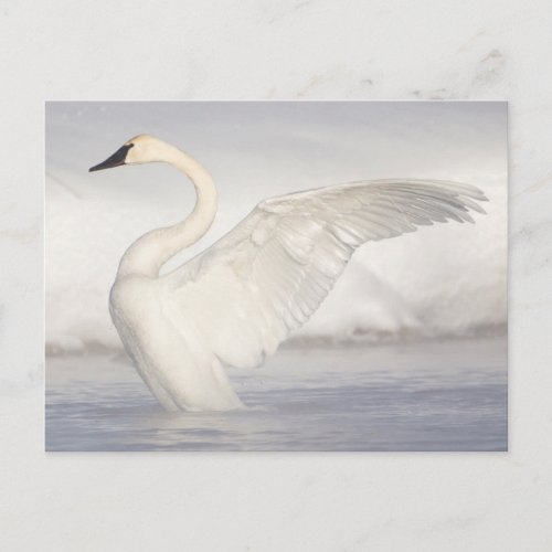 USA Wyoming Trumpeter Swan stretches wings Postcard