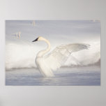 Usa, Wyoming, Trumpeter Swan Stretches Wings Poster at Zazzle