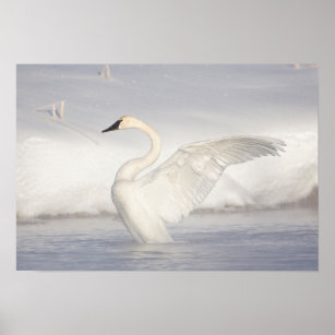 USA, Wyoming, Trumpeter Swan stretches wings Poster