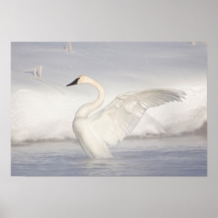 Usa, Wyoming, Trumpeter Swan Stretches Wings Poster