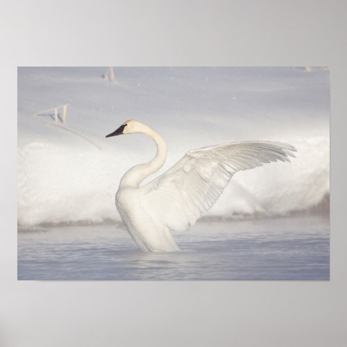 USA Wyoming Trumpeter Swan stretches wings Poster