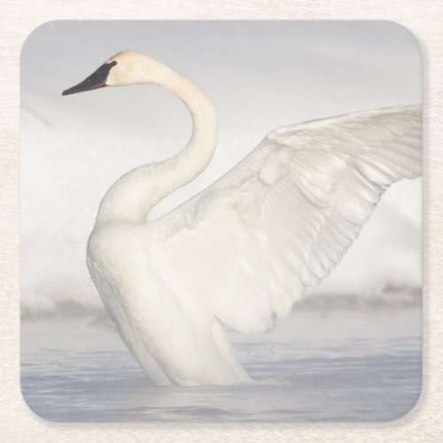 USA Wyoming Trumpeter Swan stretches wings Square Paper Coaster