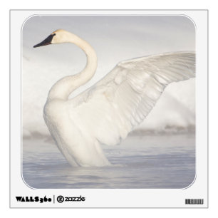 USA, Wyoming, Trumpeter Swan stretches wings Wall Sticker
