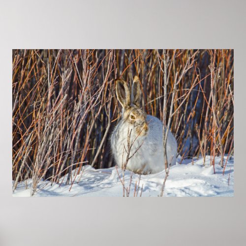 USA Wyoming White_tailed Jackrabbit sitting on Poster