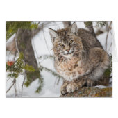 USA, Wyoming, Yellowstone National Park, Bobcat (Front Horizontal)