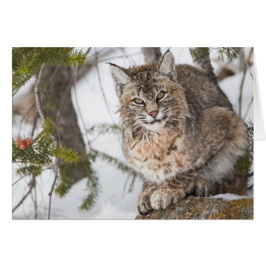 USA, Wyoming, Yellowstone National Park, Bobcat (Front Horizontal)