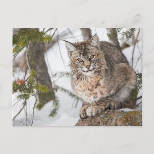 USA Wyoming Yellowstone National Park Bobcat 1 Postcard