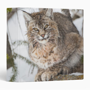 USA, Wyoming, Yellowstone National Park, Bobcat Binder