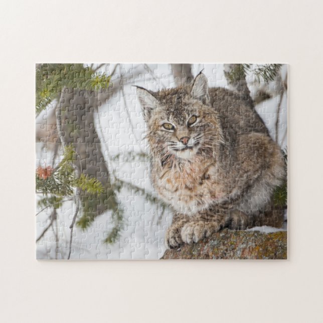 USA, Wyoming, Yellowstone National Park, Bobcat Jigsaw Puzzle (Horizontal)