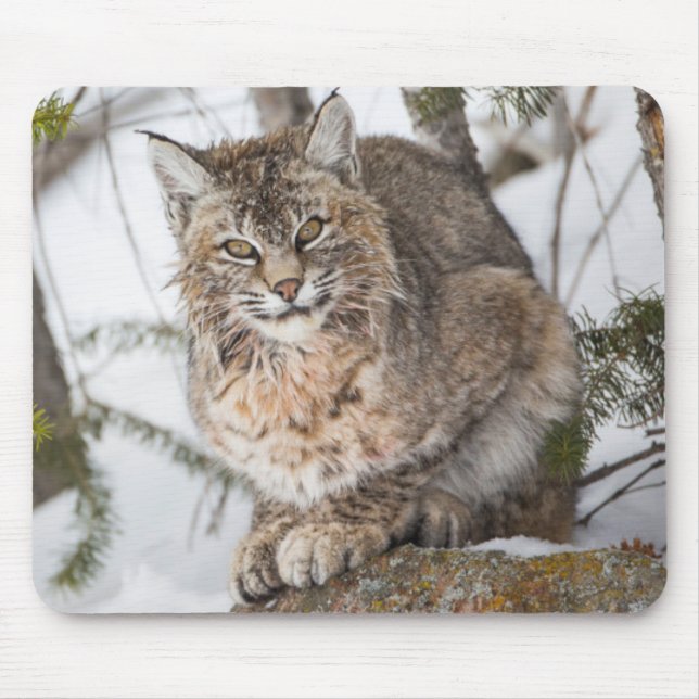 USA, Wyoming, Yellowstone National Park, Bobcat Mouse Pad (Front)