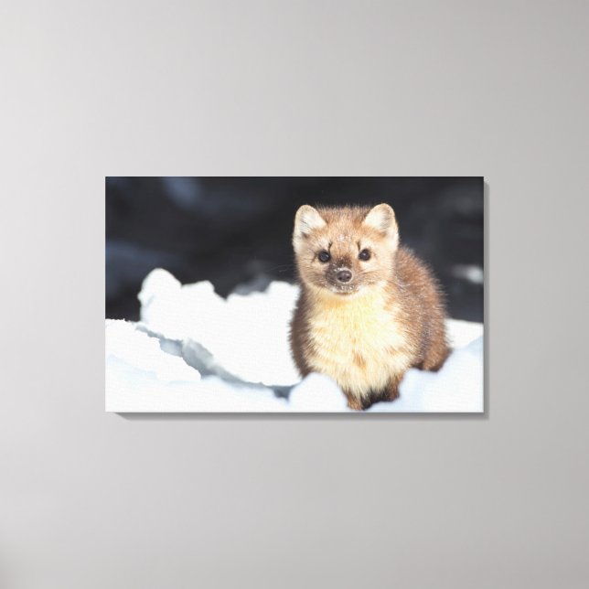 USA, Wyoming, Yellowstone National Park Canvas Print (Front)