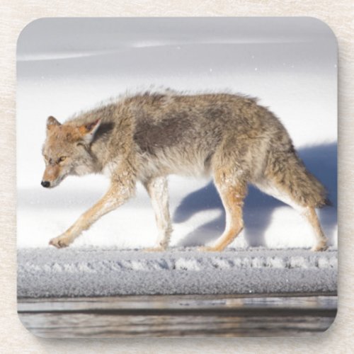 USA Wyoming Yellowstone National Park Coyote 1 Beverage Coaster