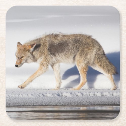 USA Wyoming Yellowstone National Park Coyote 1 Square Paper Coaster