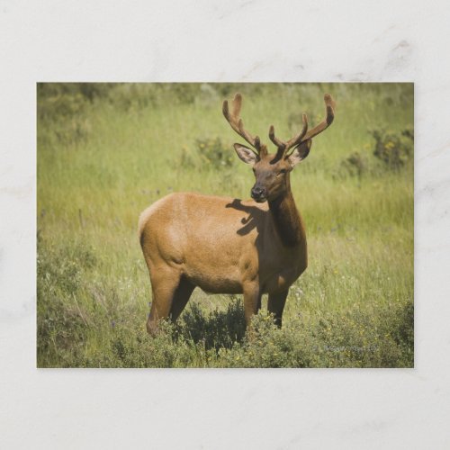 USA Wyoming Yellowstone National Park Elk Postcard