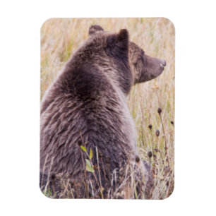 USA, Wyoming, Yellowstone National Park, Grizzly 2 Magnet