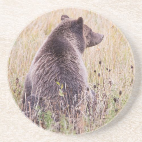 USA Wyoming Yellowstone National Park Grizzly 2 Sandstone Coaster