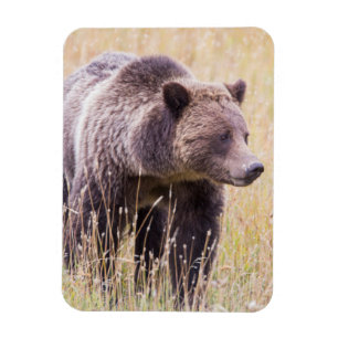 USA, Wyoming, Yellowstone National Park, Grizzly 3 Magnet