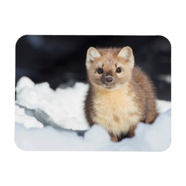 USA, Wyoming, Yellowstone National Park Magnet (Horizontal)