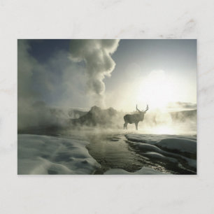 USA, Wyoming, Yellowstone National Park. Sunrise Postcard