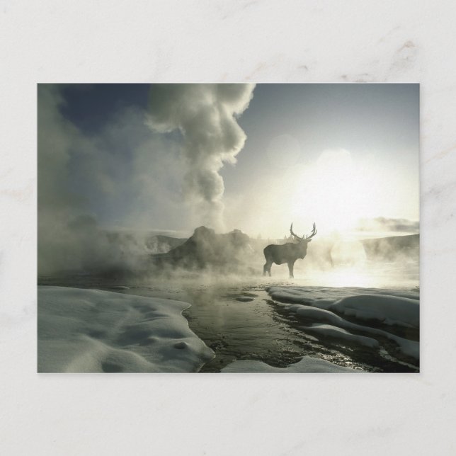USA, Wyoming, Yellowstone National Park. Sunrise Postcard (Front)