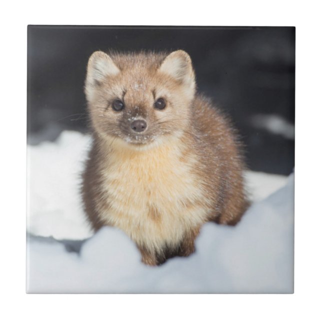 USA, Wyoming, Yellowstone National Park Tile (Front)