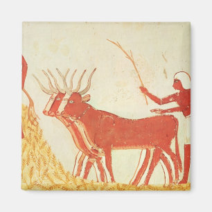 Using cows to trample wheat magnet