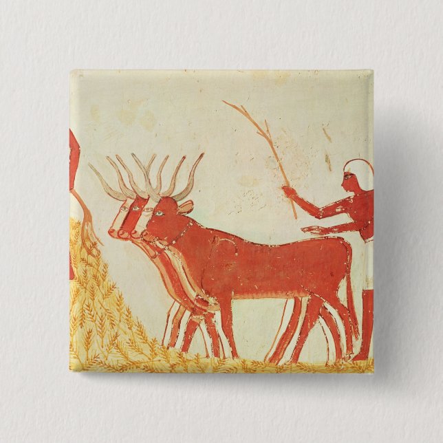 Using cows to trample wheat pinback button (Front)
