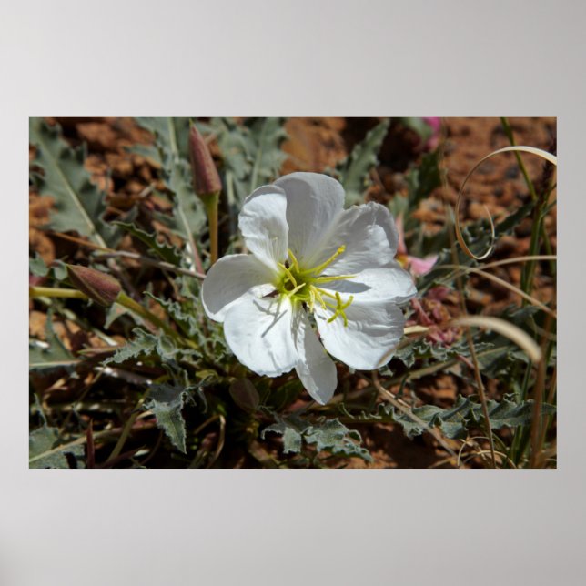 Utah, Arches National Park, Dwarf evening Poster (Front)
