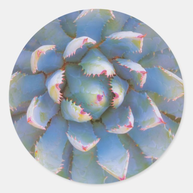 Utah, Dixie National Forest. Close-up of yucca Classic Round Sticker (Front)