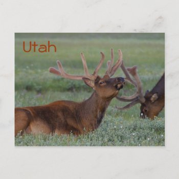 Utah Elk Postcard by duhlar at Zazzle
