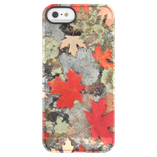 Utah Fishlake National Forest Patterns Permafrost iPhone SE55s Case