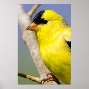 goldfinch and posters
