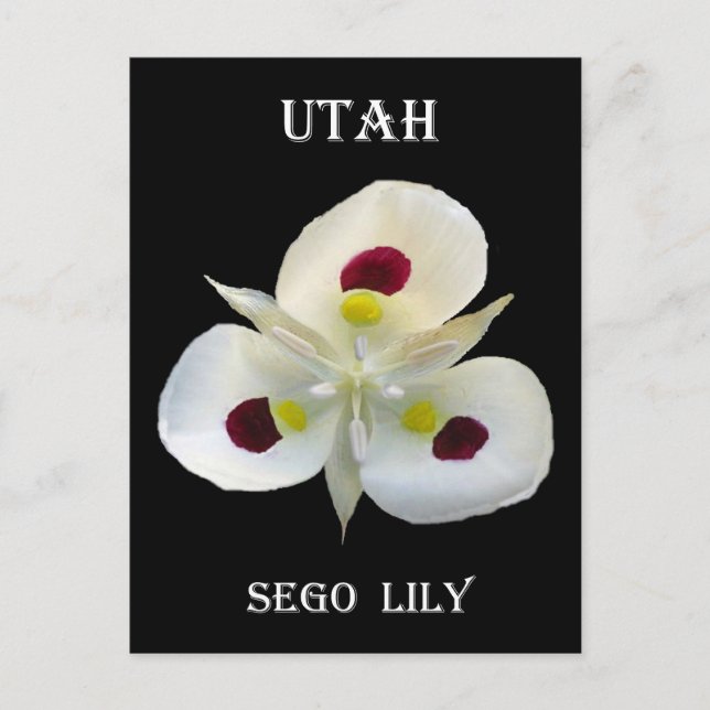 Utah Sego Lily Postcard (Front)