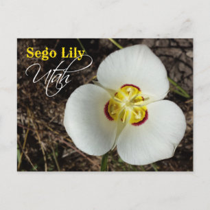Utah State Flower: Sego Lily Postcard