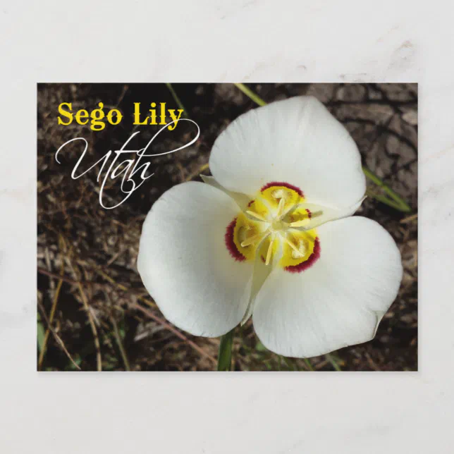 Utah State Flower: Sego Lily Postcard Zazzle Utah State Flower: Sego Lily Postcard Zazzle