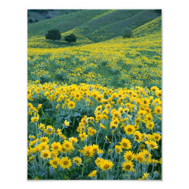 UTAH. USA. Arrowleaf balsamroot Balsamorhiza Photo Print (Front)