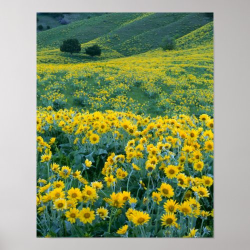 UTAH USA Arrowleaf balsamroot Balsamorhiza Poster