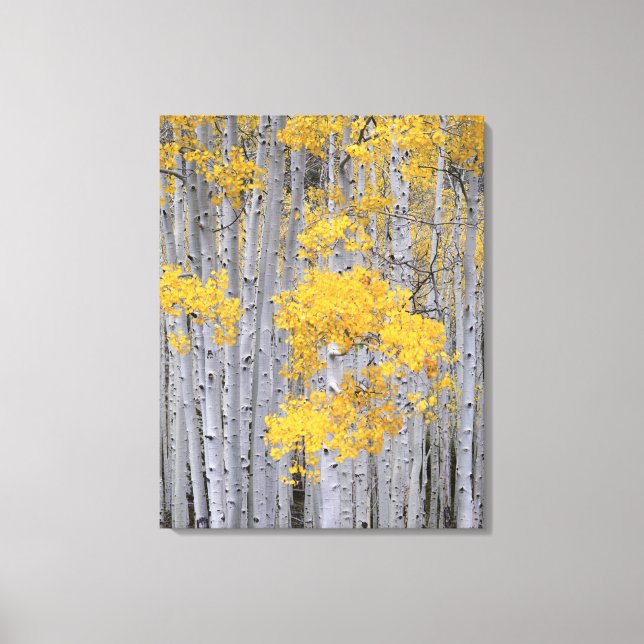 UTAH. USA. Aspen grove (Populus tremuloides) in Canvas Print (Front)