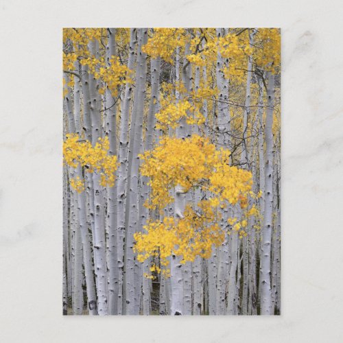 UTAH USA Aspen grove Populus tremuloides in Postcard