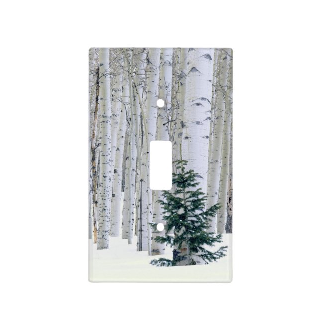 UTAH. USA. Aspen (Populus tremuloides) & Douglas Light Switch Cover (Front)
