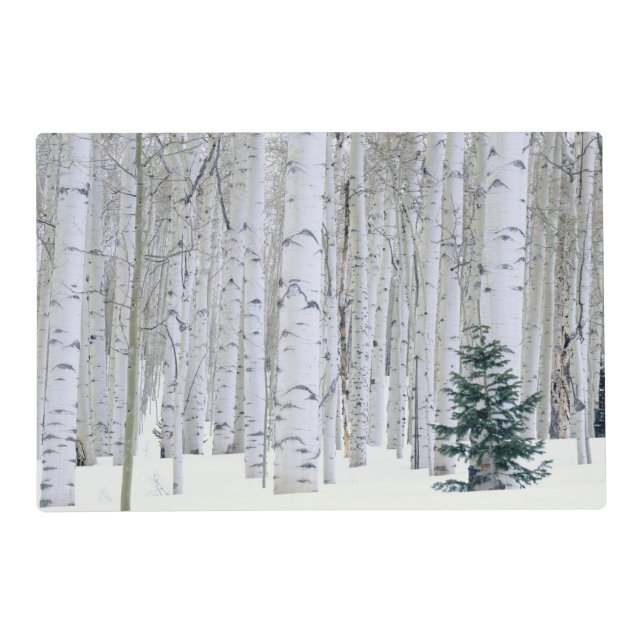 UTAH. USA. Aspen (Populus tremuloides) & Douglas Placemat (Front)