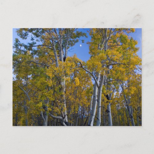 Utah USA Aspen Trees And Moon At Dusk Postcard