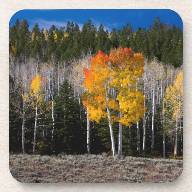 Utah, USA. Aspen Trees (Populus Tremuloides) 2 Beverage Coaster (Front)