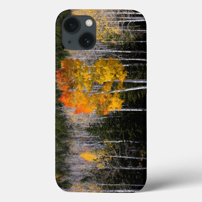 Utah, USA. Aspen Trees (Populus Tremuloides) 2 Case-Mate iPhone Case (Back)